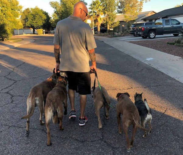 David walking five dogs at once