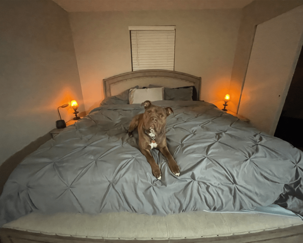 Dog In Bed